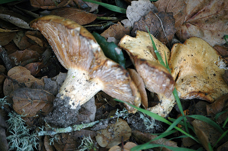 Elkhorn Slough Feb. 2010 032.jpg